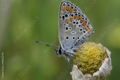 Obraz na płótnie butterfly on a flower w salonie
