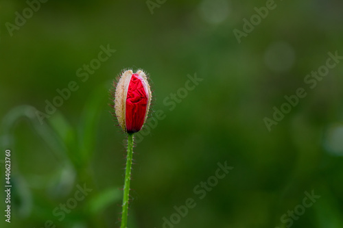 Germoglio di papavero selvatico rosso in mezzo al prato verde. photo