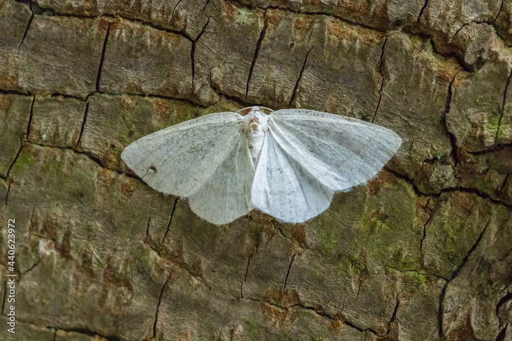 Common white wave (Cabera pusaria)