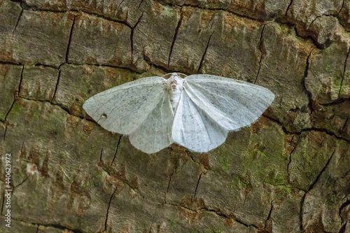 Obraz na płótnie Common white wave (Cabera pusaria) w salonie