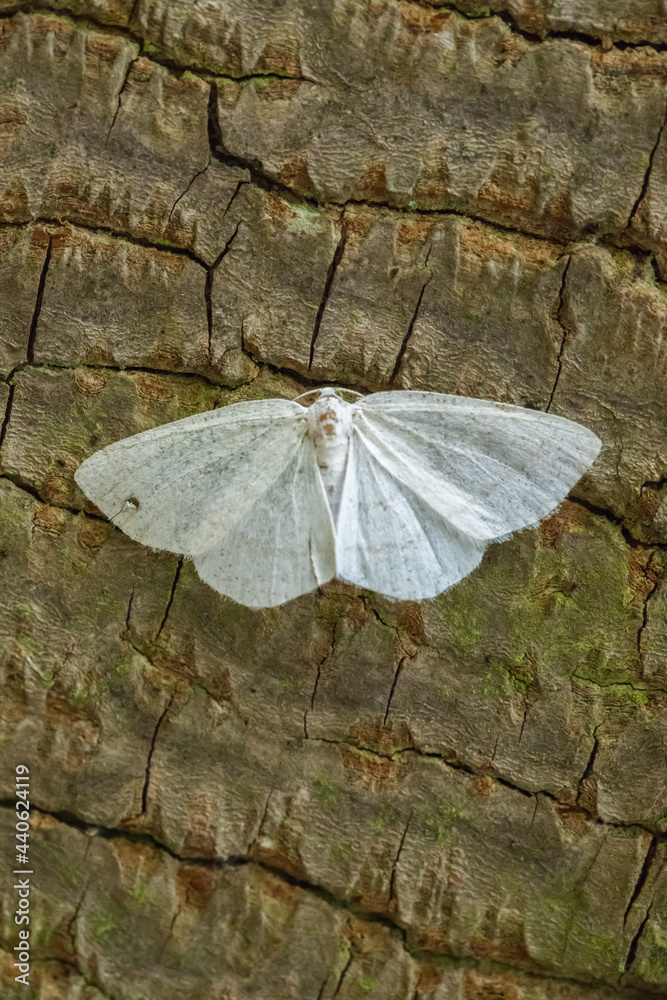 Common white wave (Cabera pusaria)