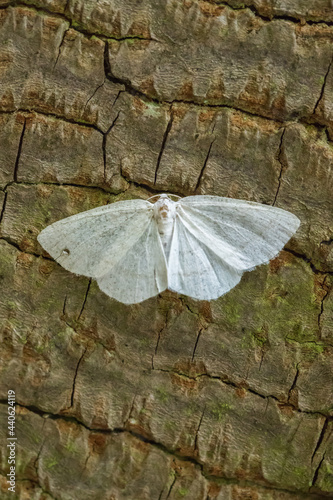 Obraz na płótnie Common white wave (Cabera pusaria) w salonie
