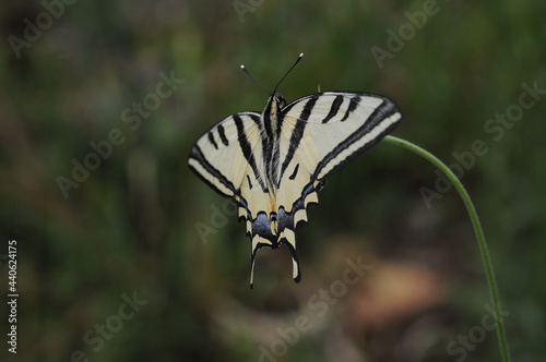Obraz na płótnie butterfly on a leaf w salonie