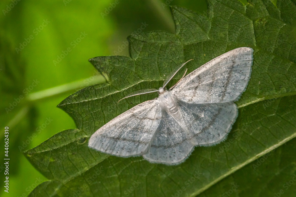 Common white wave (Cabera pusaria)