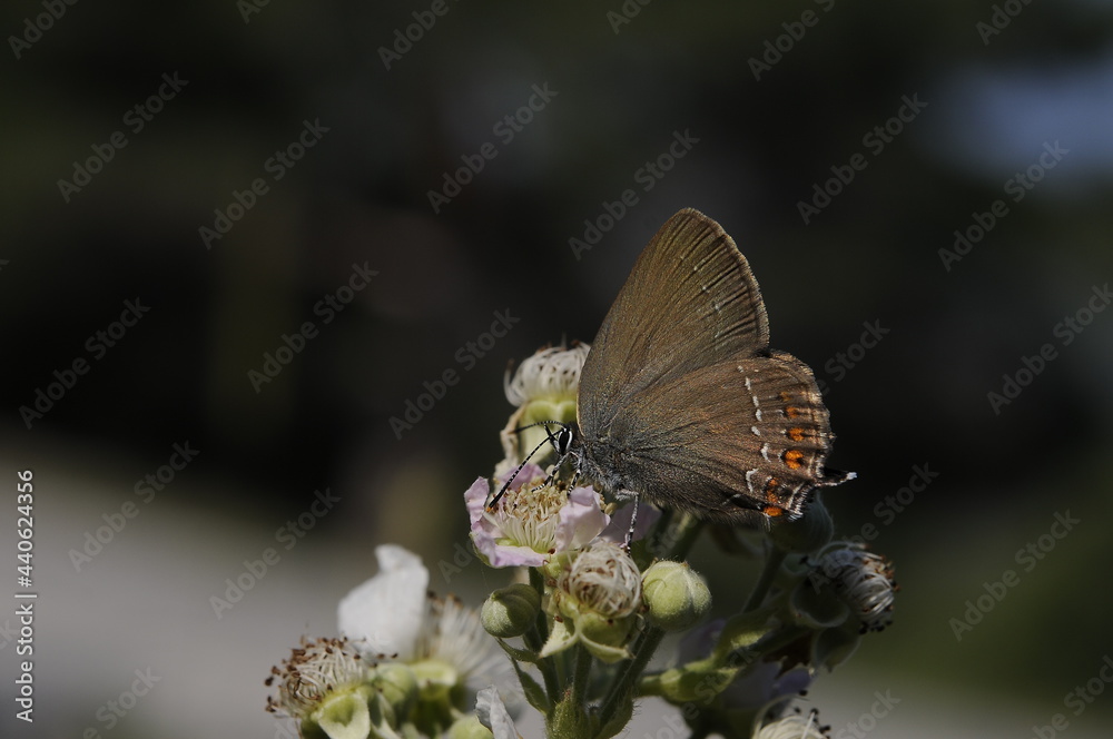 butterfly on a flower