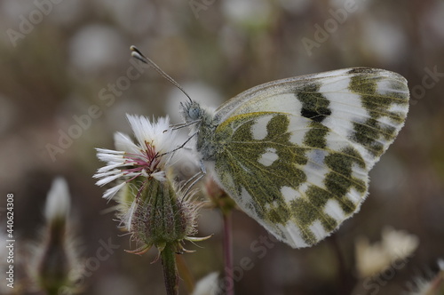 Obraz na płótnie butterfly on a flower w salonie