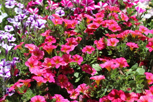 Wallpaper Mural Zauberglöckchen Torontodigital.ca