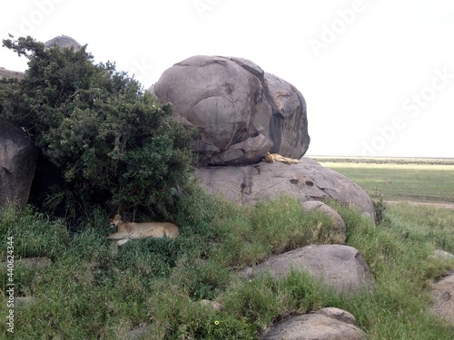 lion Serengeti National Park Tanzania