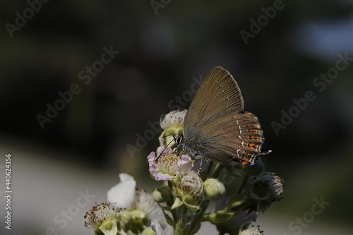 Obraz na płótnie butterfly on a flower w salonie