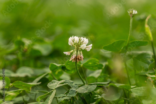Close-up of white clover on a lawn, Trifolium