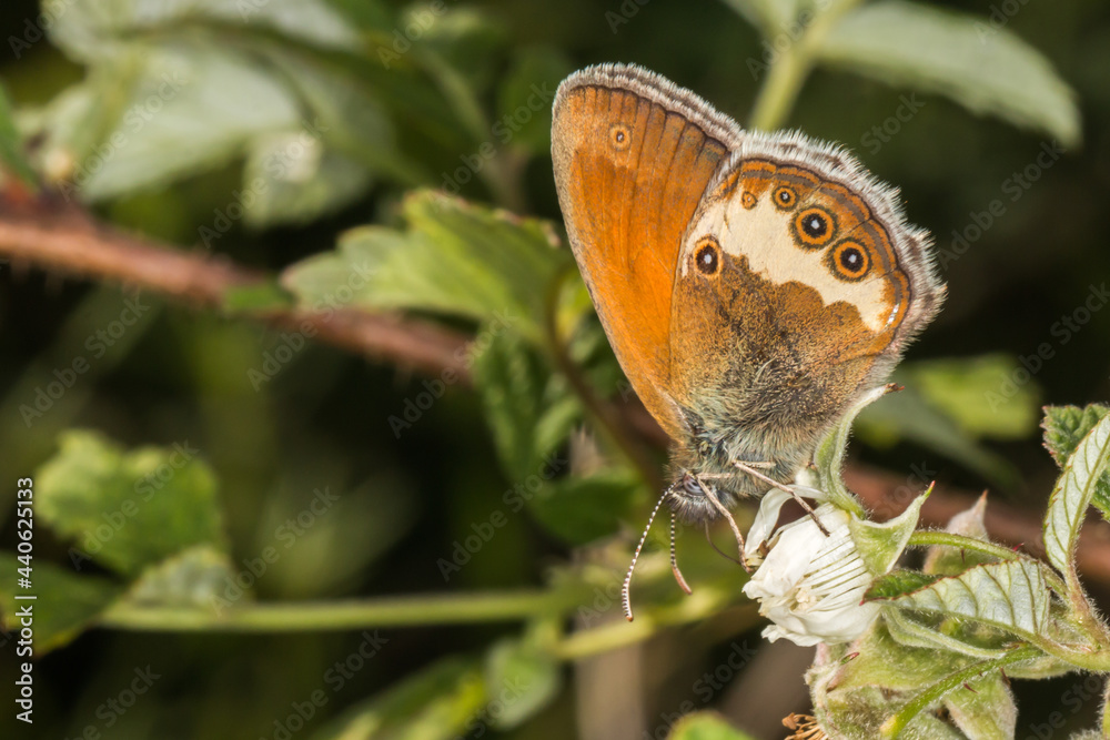 Pearl heath butterfly(Coenonympha arcania)