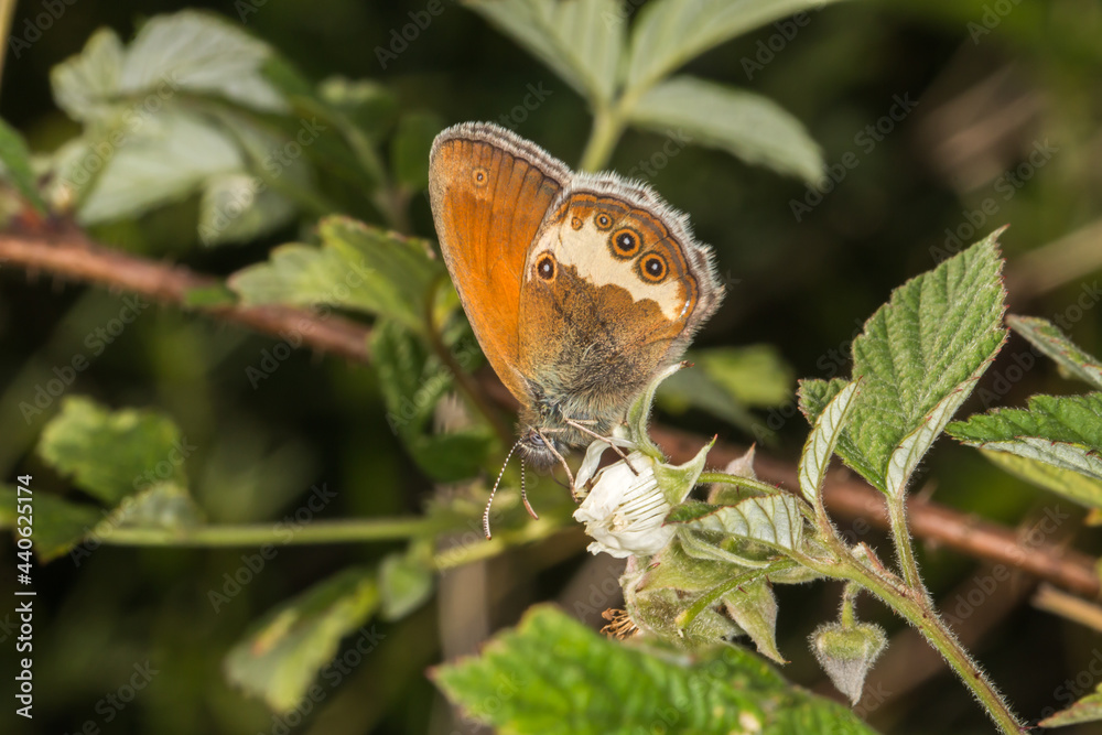 Pearl heath butterfly(Coenonympha arcania)