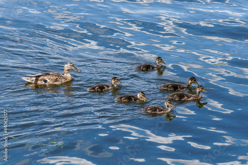 Female mallard with young ducklings swimming in lake © Marcin Rogozinski