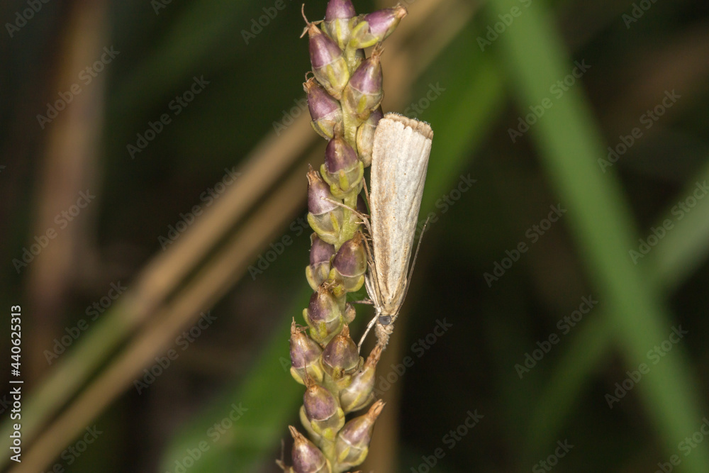 Satin grass veneer (Crambus perlella)