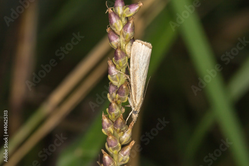 Obraz na płótnie Satin grass veneer (Crambus perlella) w salonie