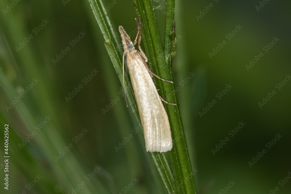 Satin grass veneer (Crambus perlella)
