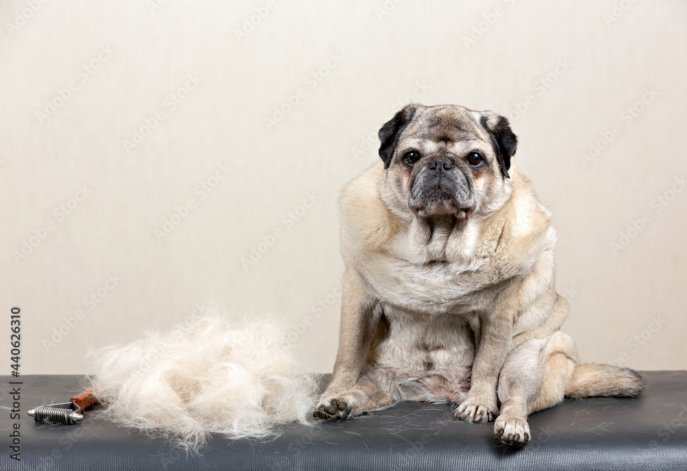 Obraz premium A beige senior pug sits on the table after combing the coat and undercoat. Animal care and grooming. High quality photo