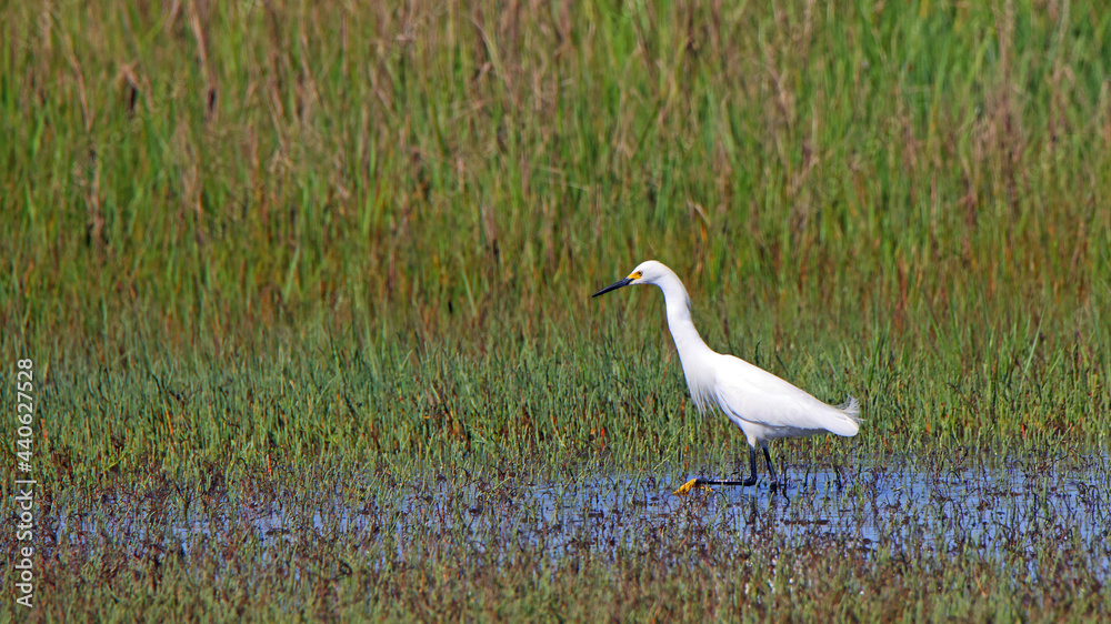 Great egret hunting in a shallow salt marsh