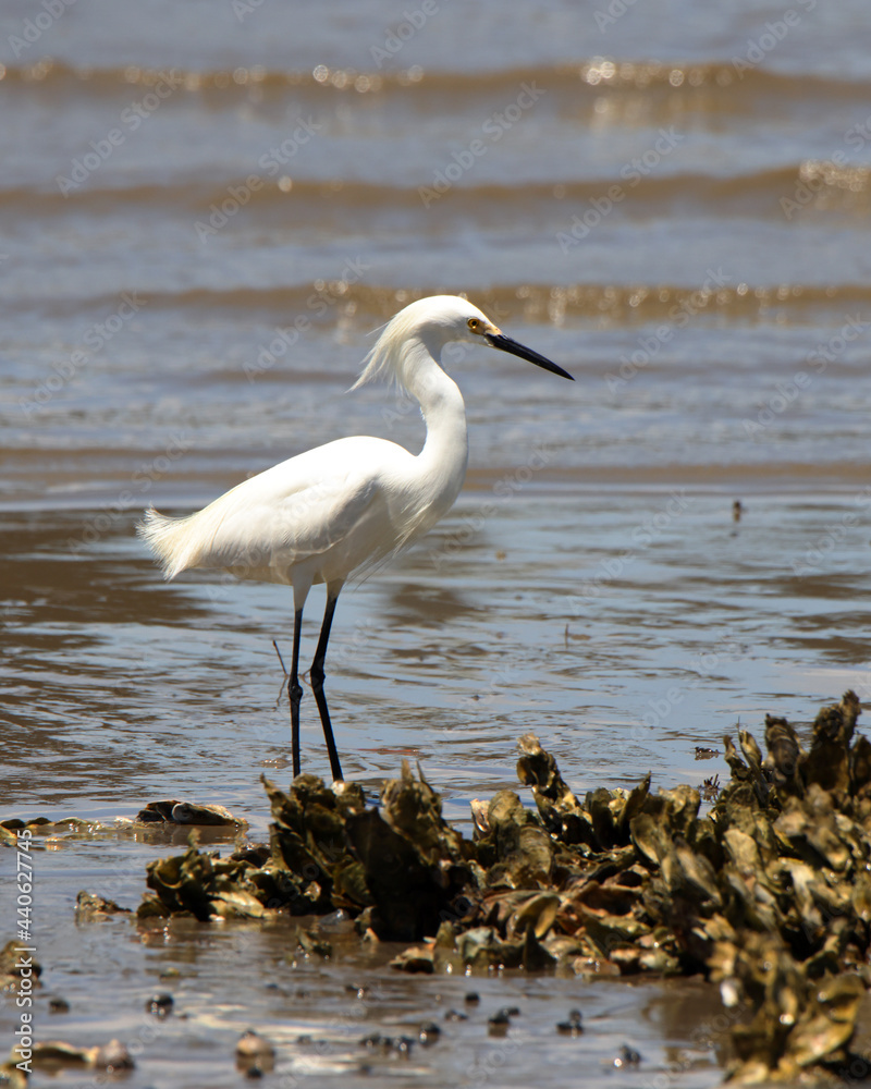 Fototapeta premium Great egret standing along a beach