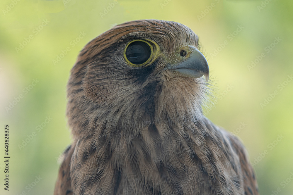 Obraz premium Portrait cernicalo. Common kestrel. Close up 