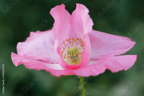 Pink poppy on a wonderful background. Pink tender, air, life-giving poppy.Blooming pink poppy against a green grass 