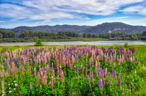 Picturesque summer mountain landscape with meadow of colorful lupine flowers on the bank of river. Bright wild lupins near river - idyllic scenery. Mountains with forest covered on background