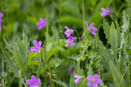 Flower marsh geranium (Geranium palustre). Marsh Crane's-bill or Geranium palustre. Heads of pink flowers with blue stamens on a bright green forest background on a sunny summer day. 
