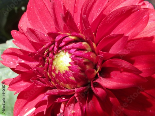 Red dahlia flower closeup