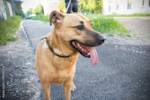 Happy ginger dog with tongue out outdoors.