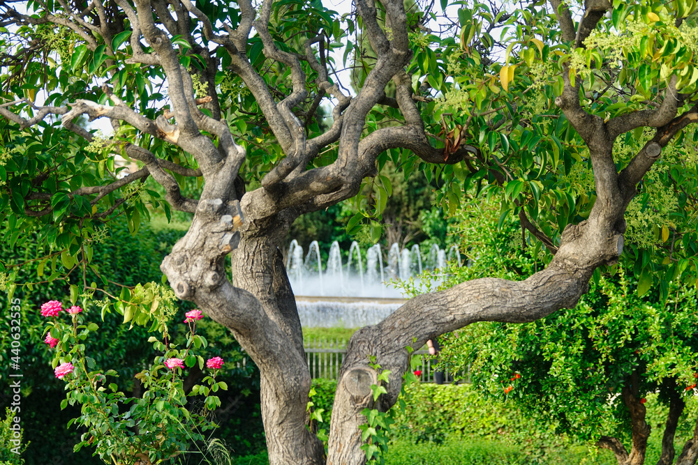 View of a fountain between the branches of a tree in the park View of a fountain between the branches of a tree in the park
