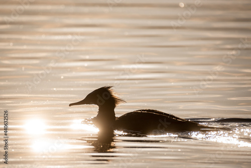 Selective focus photo. Commom merganser bird in lake, during sunset. photo