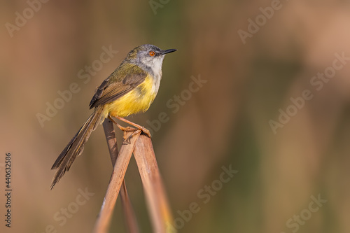 Yellow Bellied Prinia on a branch