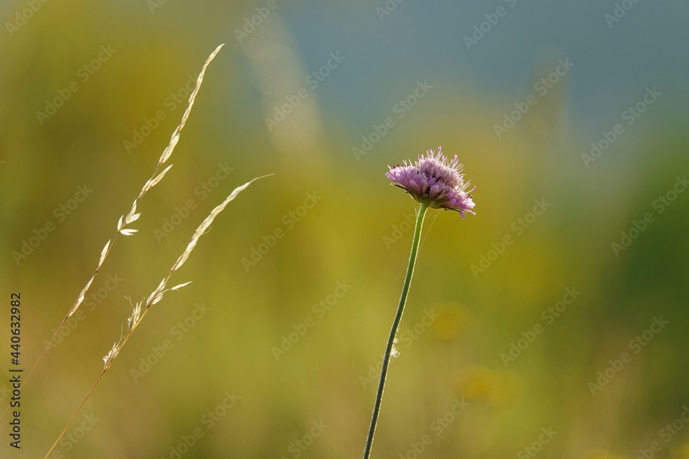 Lonely purple flower next to a spike at sunset