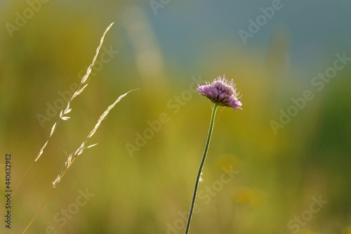 Lonely purple flower next to a spike at sunset