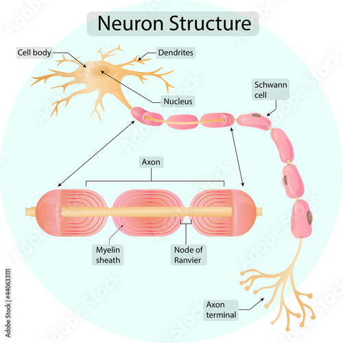 The structure of a neuron