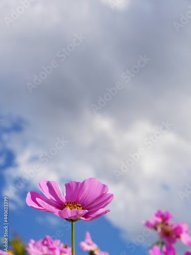 Pink color cosmos flowers in the field with bright blue sky
