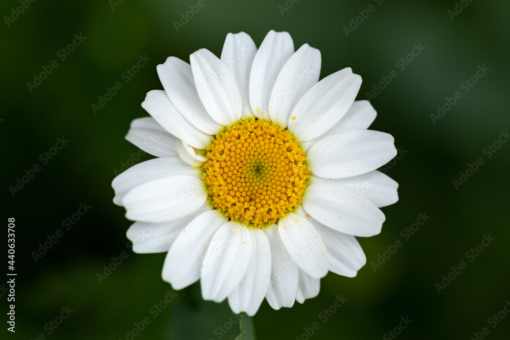 white daisy flower close up with green background in summer garden white daisy flower close up with green background in summer garden