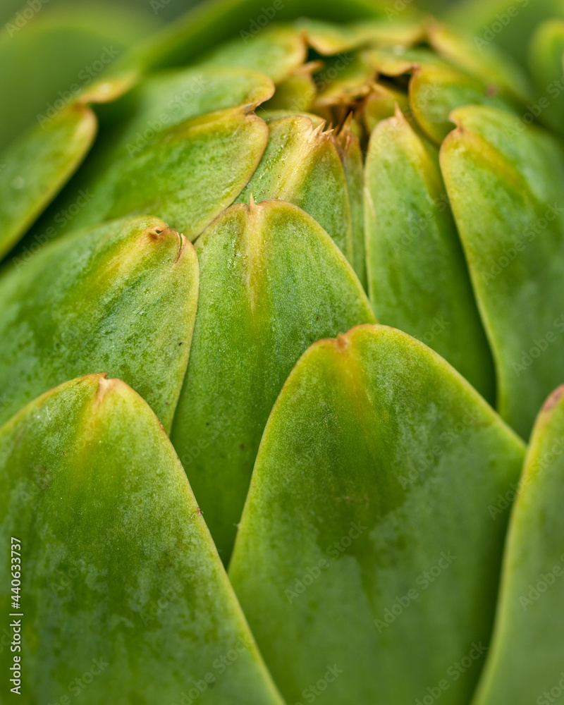 Green Globe artichoke flower bud in a vegetable kitchen garden Green Globe artichoke flower bud in a vegetable kitchen garden
