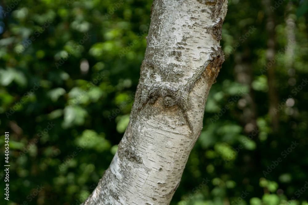 Naklejka premium trunk of a birch