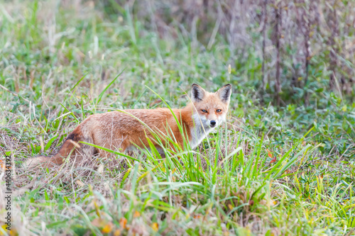 Red Fox posing in the grass. Bombay Hook National Wildlife Refuge. Delaware. USA © Vadim