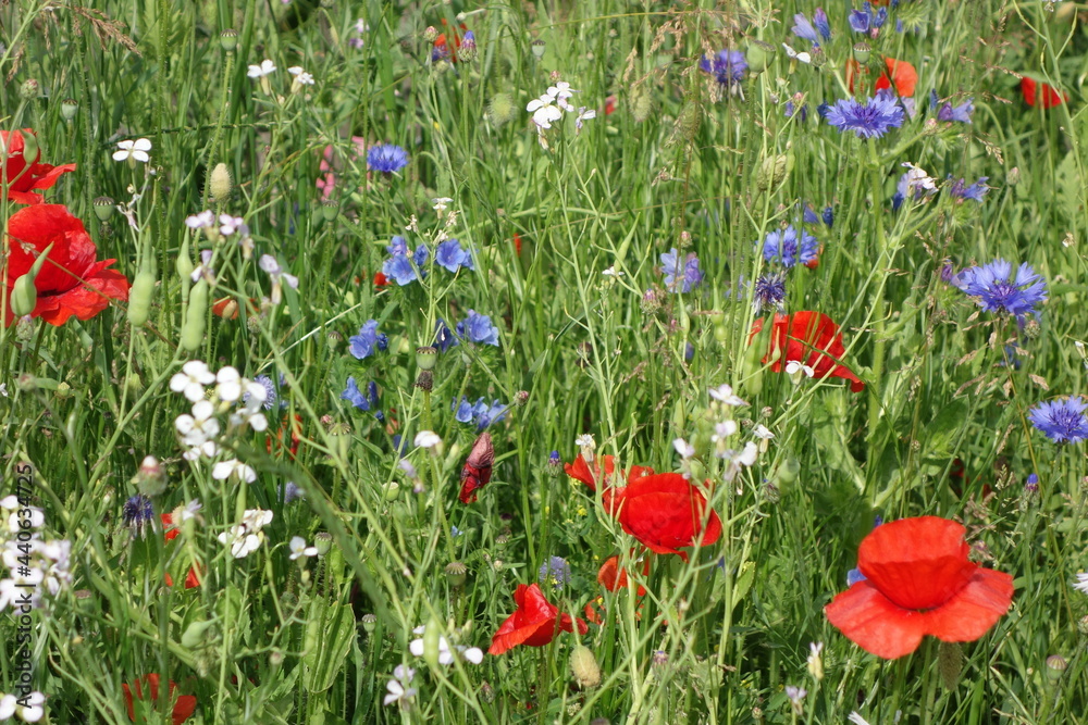 Fototapeta premium Wildblumenwiese am Niederrhein