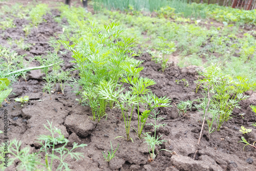 carrot grows in the garden bed. green leaves. carrot grows in the garden bed. green leaves.