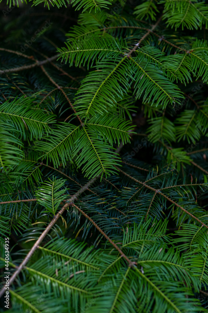 fern leaves fern leaves
