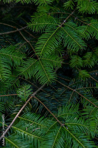 fern leaves