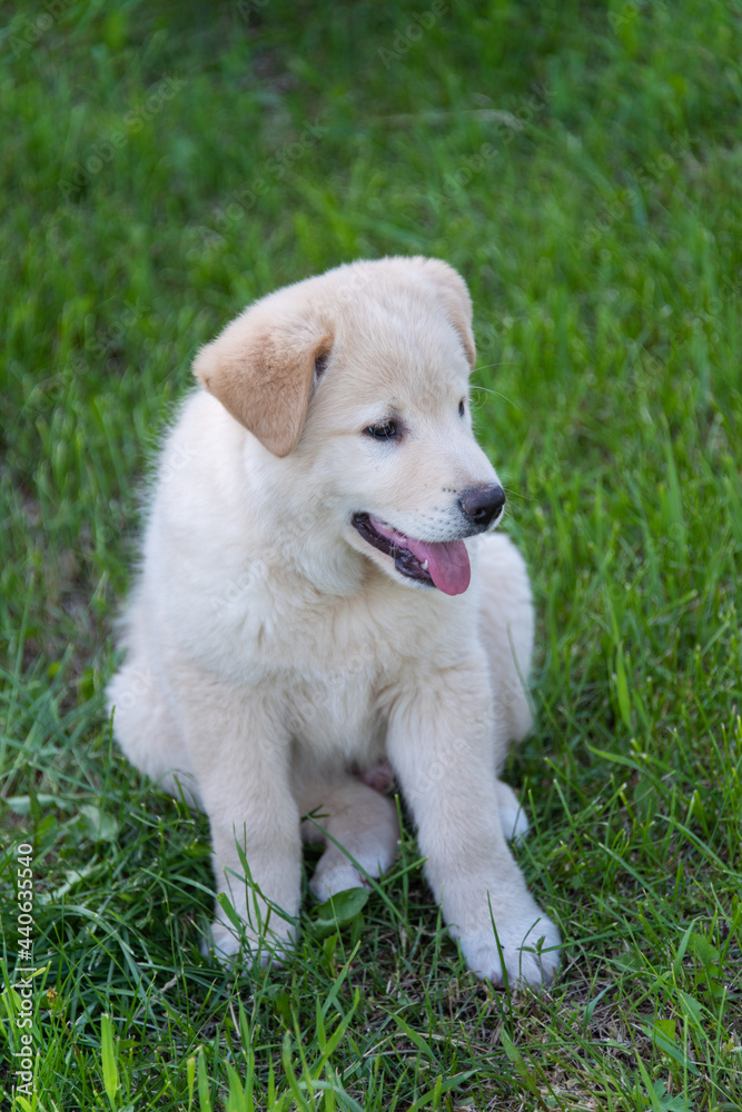Portrait of a Labrador puppy on the grass Portrait of a Labrador puppy on the grass