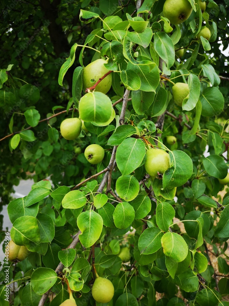 Pear fruit tree growing Pear fruit tree growing