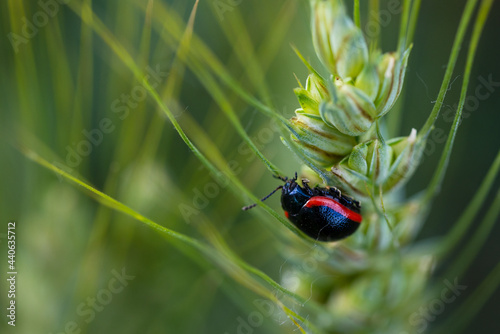 Insetto nero con bordo rosso posato su spiga di grano. Chrysolina rossia (Illiger), è un coleottero appartenente alla vasta famiglia Chrysomelidae. photo
