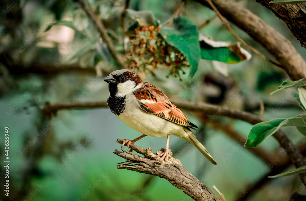 Fototapeta premium female cardinal on a branch