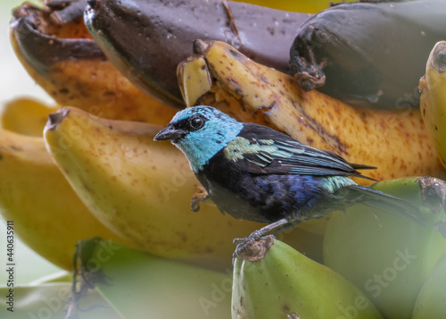 blue necked tanager visiting banana plant 