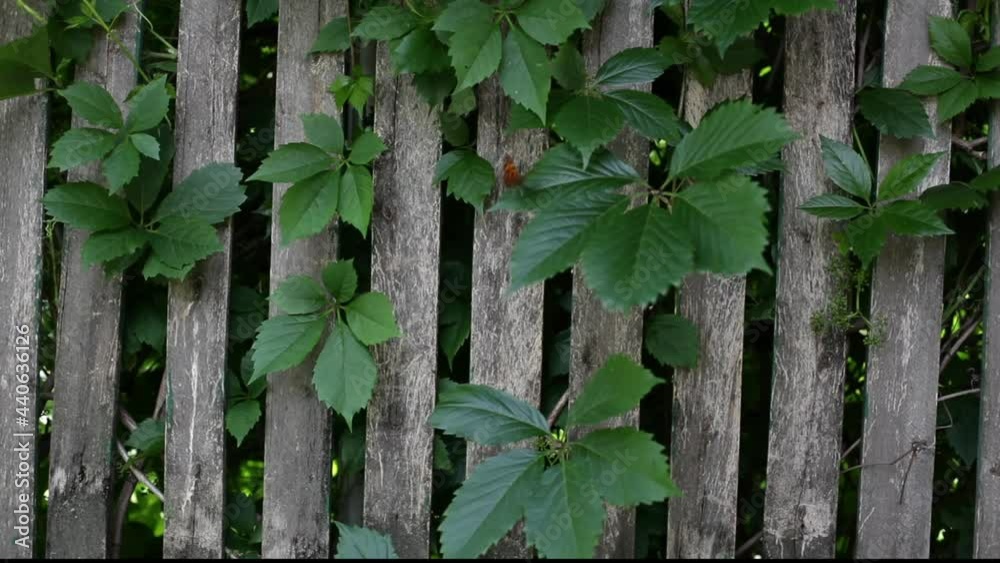 Old wooden fence with grape leaves moving in the wind. Butterfly flies and sits on grape leaves Old wooden fence with grape leaves moving in the wind. Butterfly flies and sits on grape leaves